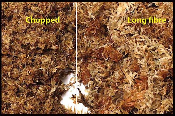 long fibre sphagnum moss