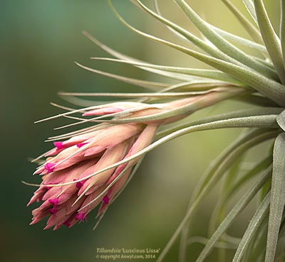 Tillandsia Luscious Lissa
