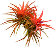 Anwyl Bromeliads logo