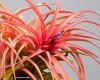 Tillandsia velutina