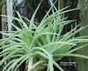Tillandsia velutina